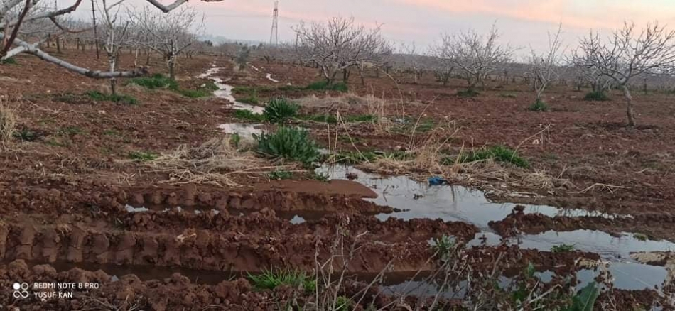 Birecik'te Kanalizasyon Suları Fıstık Ağaçlarını Kuruttu