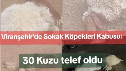 Sokak köpekleri kuzulara saldırdı: 30 kuzu öldü